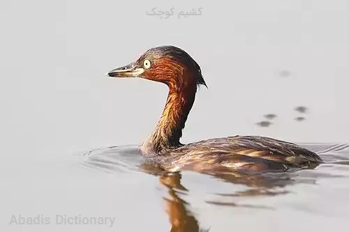 کشیم کوچک